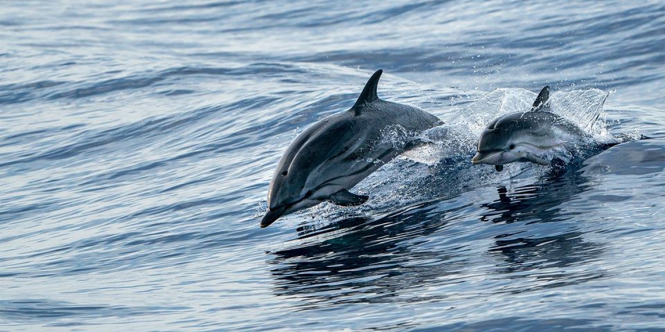 Destin: Snorkeling and Dolphin Watching Cruise - Snorkel Equipment Provided