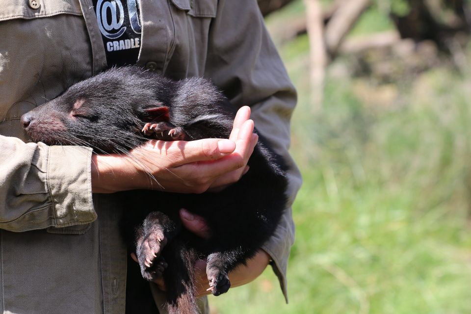 Devils at Cradle: Day Keeper Tour and Entry to Wildlife Park - Key Points