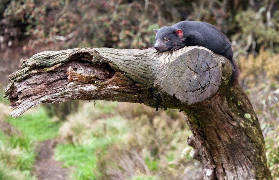 Devils at Cradle: Day Keeper Tour and Entry to Wildlife Park - Activity Highlights