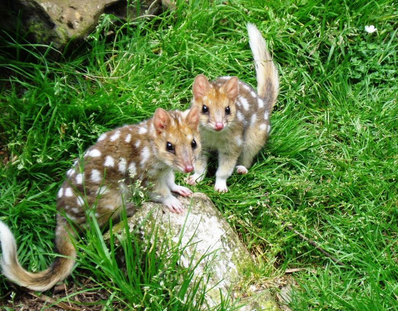 Devils at Cradle: Day Keeper Tour and Entry to Wildlife Park - Full Description