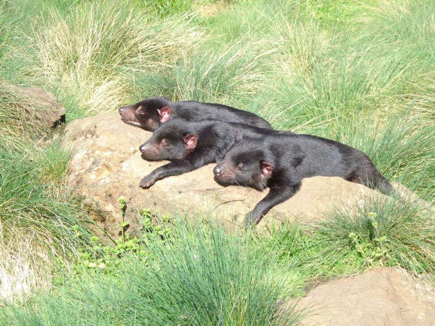 Devils at Cradle: Day Keeper Tour and Entry to Wildlife Park - Important Information