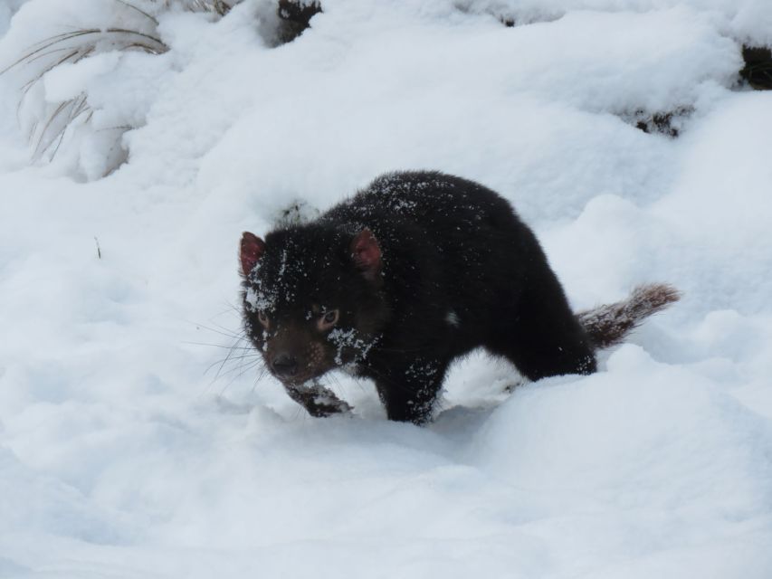 Devils at Cradle: Day Keeper Tour and Entry to Wildlife Park - Frequently Asked Questions