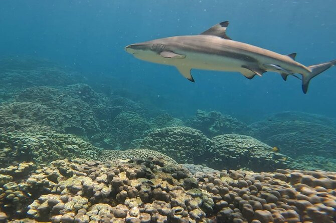 Dimaniyat Island Tour - Exploring the Diverse Marine Life
