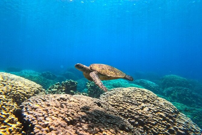 Dimaniyat Island Tour With Snorkeling - Traveler Reviews and Recommendations