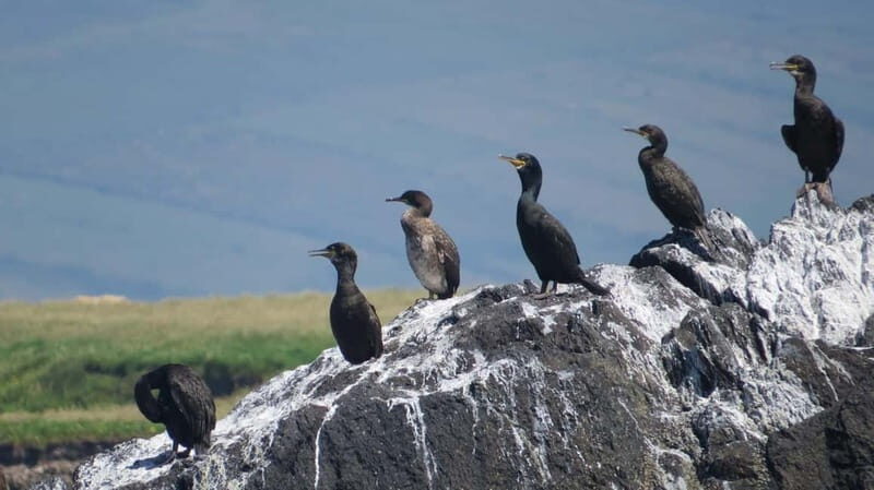 Dingle: Blasket Island Eco Tour with Wildlife Watching - An In-Depth Look at the Dingle Eco Tour
