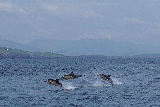Dingle Boat Tours RIB Adventure Private - The Reviews Tell the Story