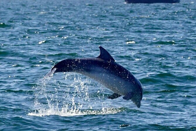 Dingle Boat Tours RIB Adventure Private - Why Choose This Tour?