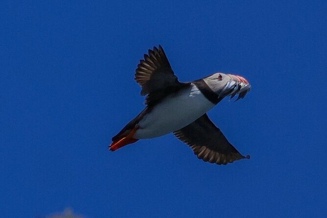 Dingle Boat Tours RIB Adventure Private - The Sum Up