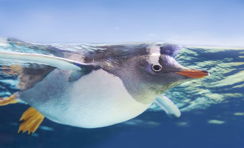Dingle: Oceanworld Aquarium Admission Ticket - Why You’ll Love the Dingle Oceanworld Aquarium