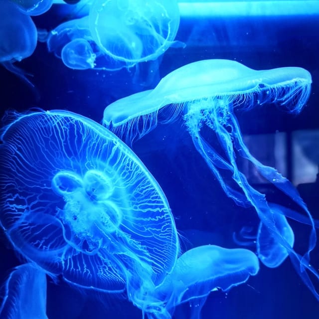 Dingle: Oceanworld Aquarium Admission Ticket - How the Experience Feels