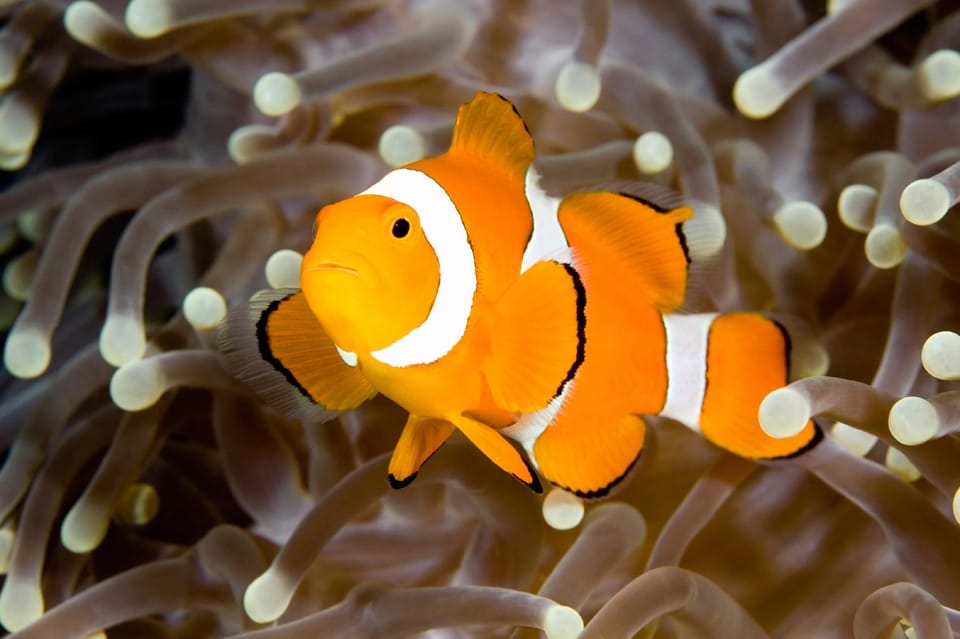 Dingle: Oceanworld Aquarium Admission Ticket - Final Thoughts: Who Should Visit?