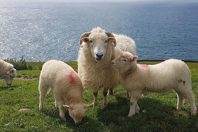 Dingle Peninsula and Slea Head Drive Group Tour - Recap
