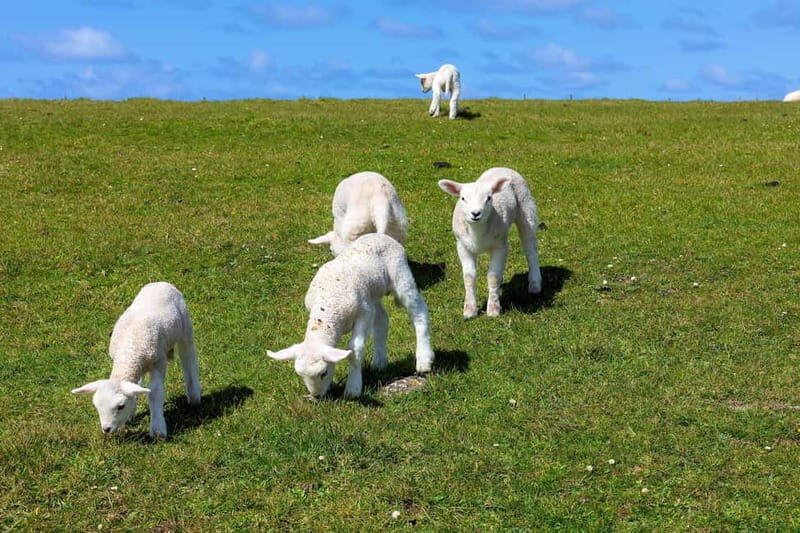 Dingle Peninsula & Slea Head Drive: Tour from Killarney - The Sum Up