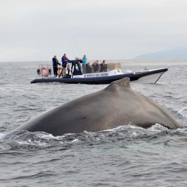 Dingle: Sea Safari by RIB Boat - Safety Requirements