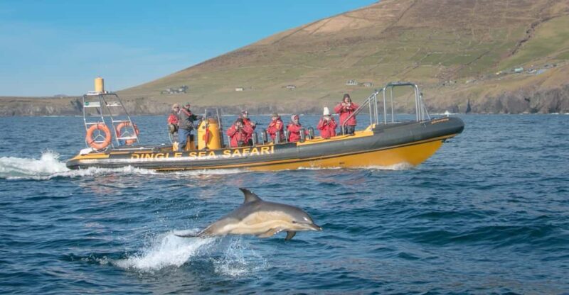 Dingle: Sea Safari by RIB Boat - Key Points