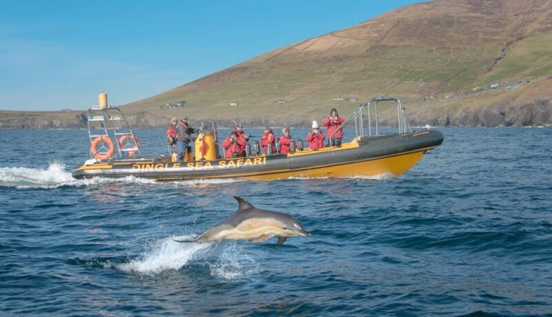 Dingle: Sea Safari by RIB Boat - Practical Tips for Your Sea Safari Adventure