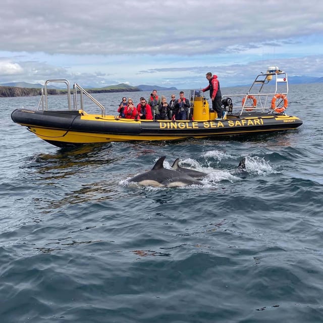 Dingle: Sea Safari by RIB Boat - Who Will Love This Tour?