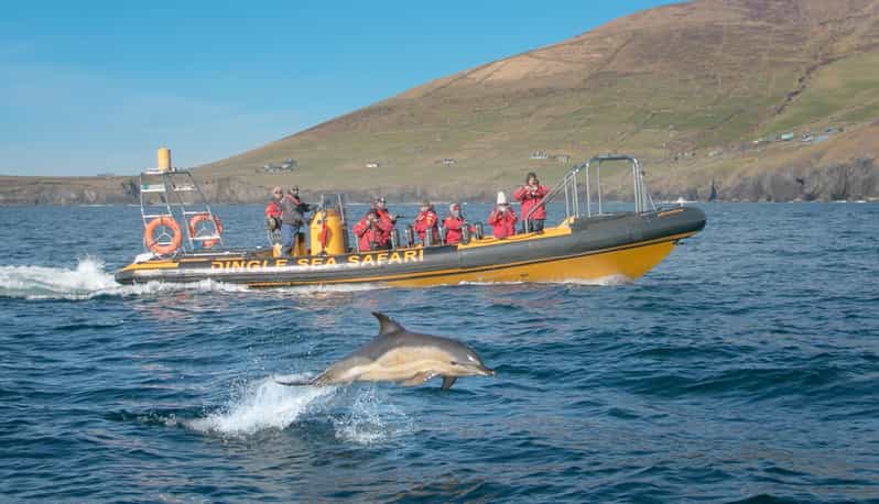 Dingle: Sea Safari by RIB Boat - The Sum Up: Who Is This Tour For?
