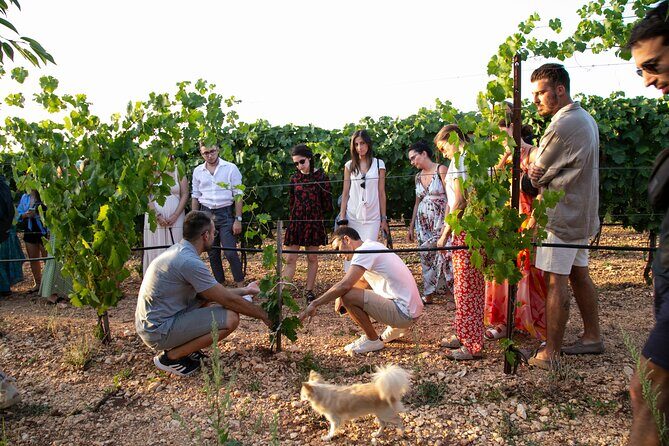 Dinner in the vineyard with wine tasting and walk - Setting the Scene: Dinner in the Vineyard