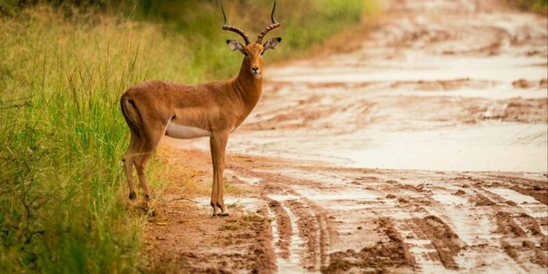 DINOKENG GAME RESERVE BIG 5 GAME DRIVE - Good To Know