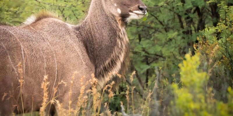 DINOKENG GAME RESERVE BIG 5 GAME DRIVE - Exploring Jacaranda City