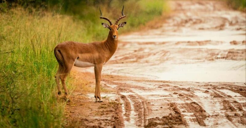 DINOKENG GAME RESERVE BIG 5 GAME DRIVE - Guided Game Drives