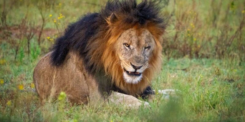 DINOKENG GAME RESERVE BIG 5 GAME DRIVE - Included Amenities