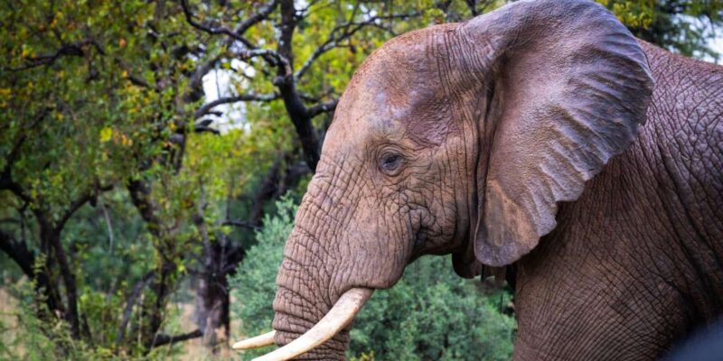 DINOKENG GAME RESERVE BIG 5 GAME DRIVE - Booking and Availability