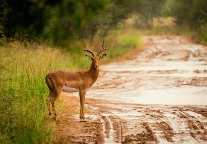 DINOKENG GAME RESERVE BIG 5 GAME DRIVE - Frequently Asked Questions