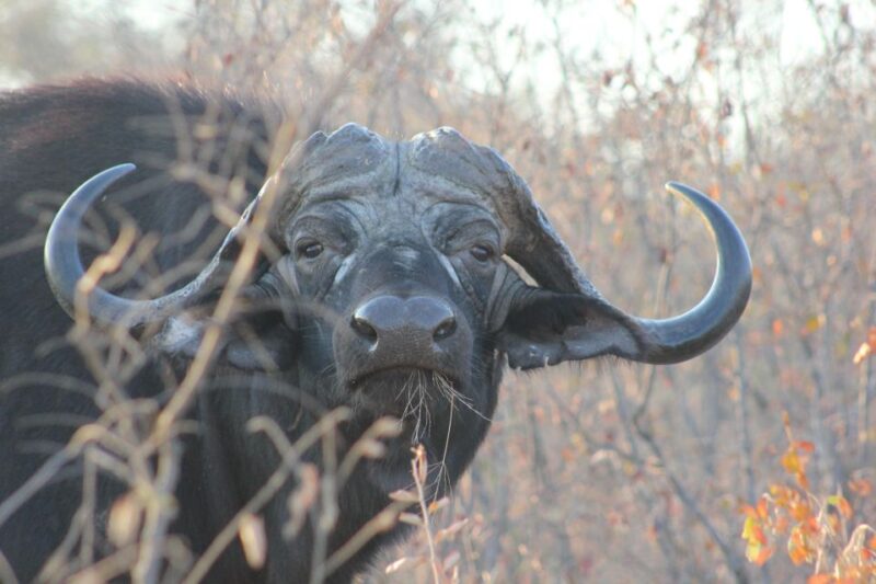 Dinokeng Game Reserve Halfday Safari - Morning Game Drive Option