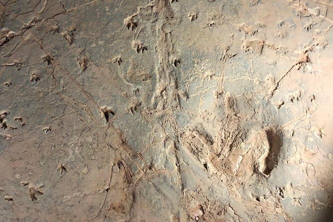 Dinosaur Stampede 3/4 Day Tour from Winton - Considerations and Who It’s Best For