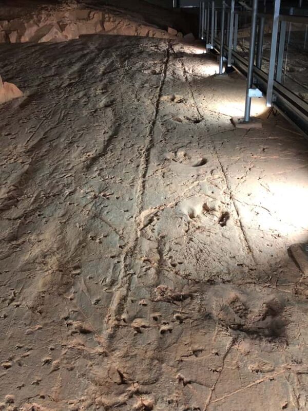 Dinosaur Stampede 3/4 Day Tour - The Sum Up: Why Choose the Dinosaur Stampede Tour?