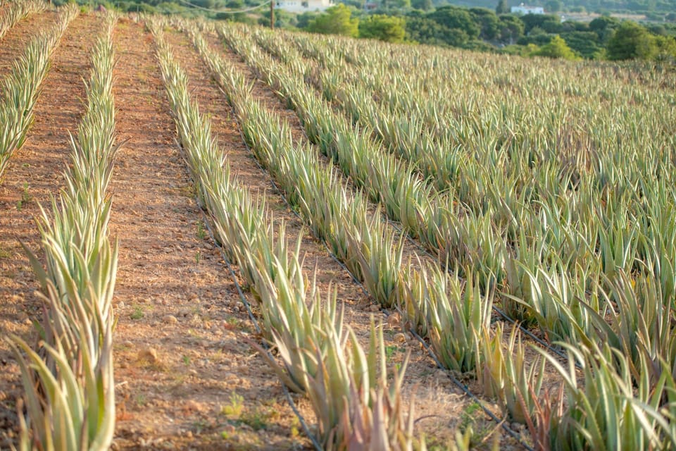 Discover Aloe: A Farm Walk & Workshop - Key Points