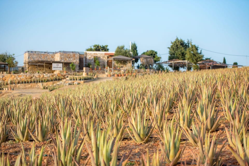 Discover Aloe: A Farm Walk & Workshop - What the Experience Offers and Why It Matters