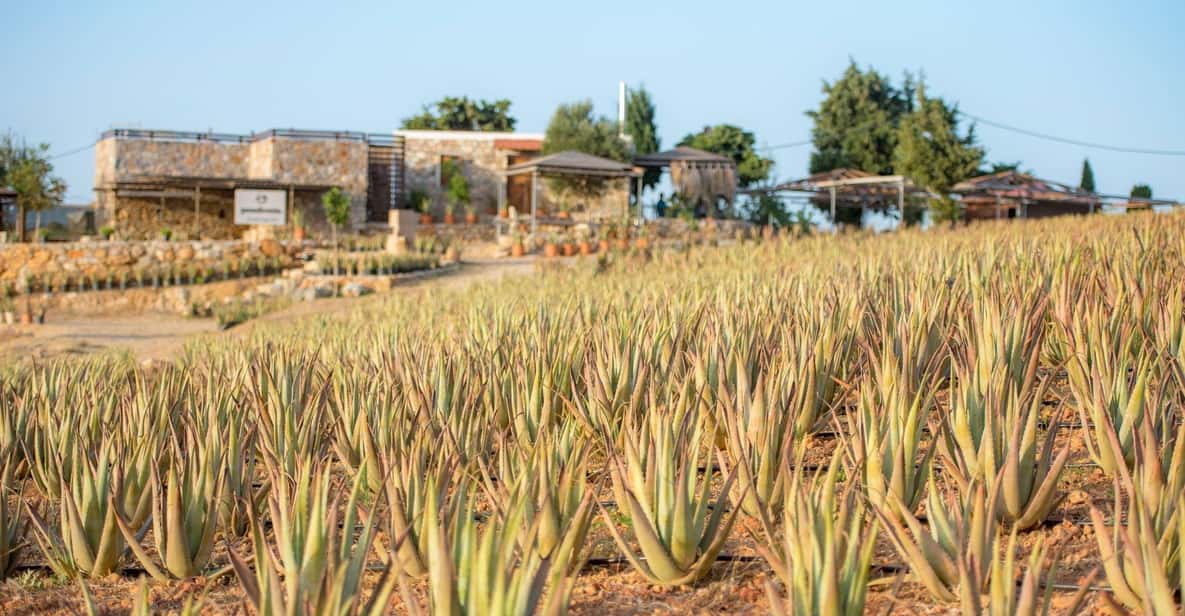 Discover Aloe: A Farm Walk & Workshop - Price and Value