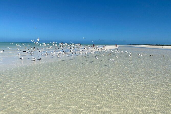 Discover Amazing Island of Holbox Punta Mosquitos, Included Transportation - Authentic Experiences and Authenticity