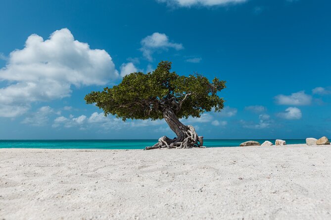 Discover Aruba Self Guided Island Tour - Exploring Arubas Highlights