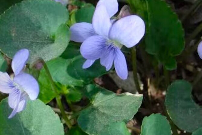 Discover Aurora Illinois Hiking Getaway - Why You Should Consider This Aurora Illinois Hike