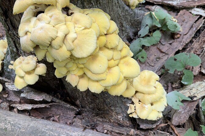 Discover Aurora Illinois Hiking Getaway - The Sum Up