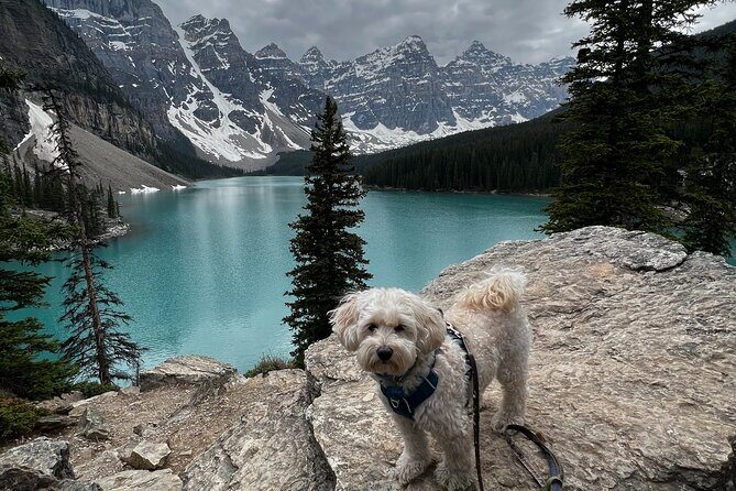 Discover Banff National Park with Dog Friendly Exclusive Tour - Potential Drawbacks and Considerations