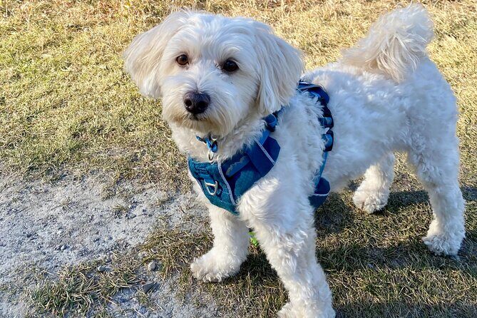 Discover Banff National Park with Dog Friendly Exclusive Tour - Who Will Love This Tour?