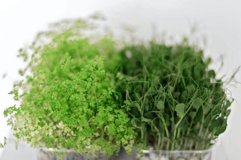 Discover Bangalores Secret Urban Farming Oasis - Crafting Your Microgreens Garden