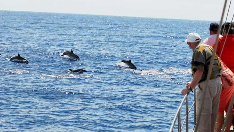 Discover Beautiful Bays Bonita da Madeira - Who Will Love This Tour?