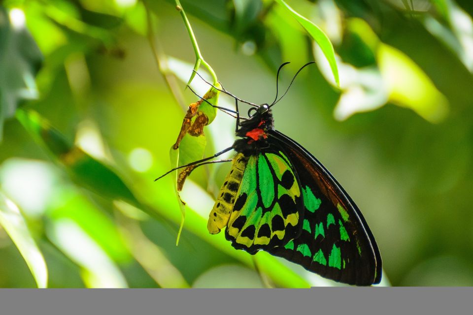 Discover Cairns: Cairns River Cruise & City Sights Tour - Reservation Details