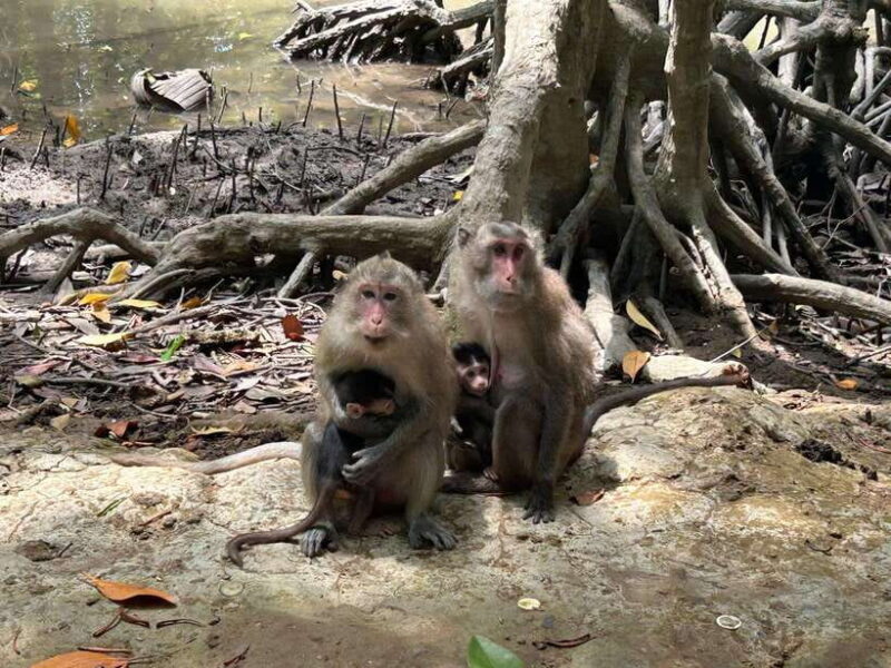 Discover Can Gio Mangrove Forest & Monkey Island 1 Day Tour - Itinerary Highlights