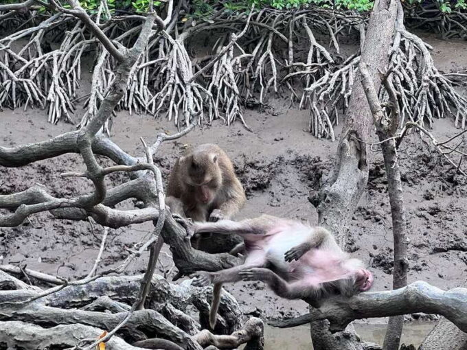 Discover Can Gio Mangrove Forest & Monkey Island 1 Day Tour - Frequently Asked Questions