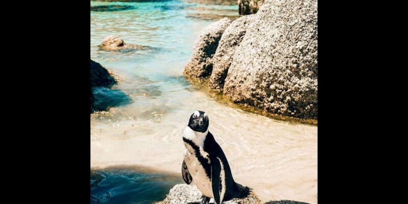 Discover Cape Town: A Luxurious 6-Day Tour Package - Good To Know