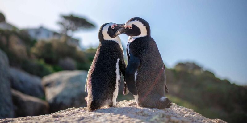 Discover Cape Town: A Luxurious 6-Day Tour Package - Culinary Delights and Wine Tasting