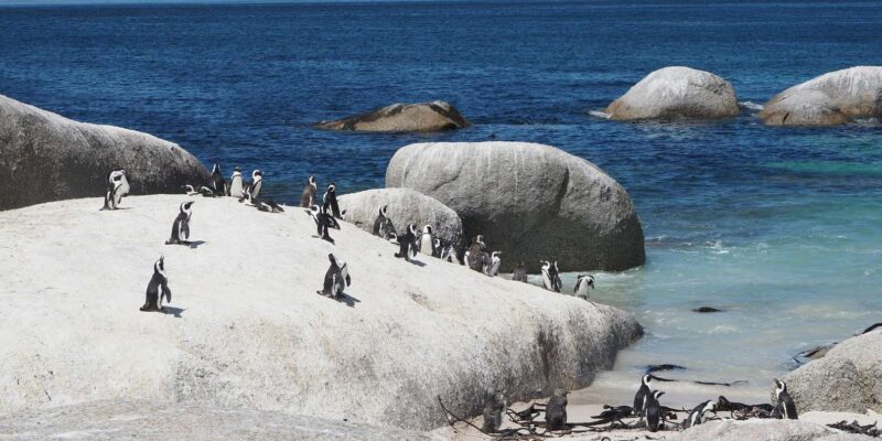 Discover Cape Town: A Luxurious 6-Day Tour Package - Transportation and Logistics