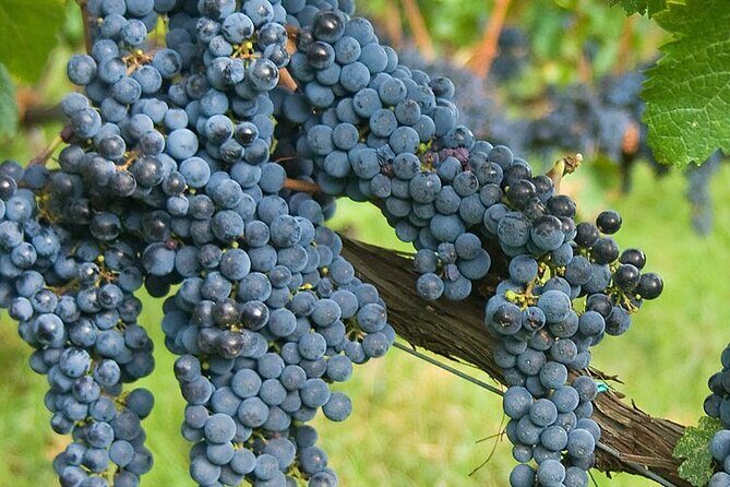 Discover Chianti Classico Wines DiWine Experience - Frequently Asked Questions